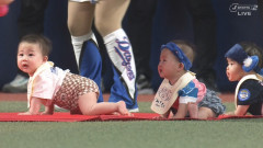 中日赤ちゃんハイハイレース、今年も大盛り上がりｗｗｗｗ