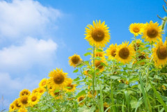 夏（気温）は嫌いだけど夏の雰囲気は好きなやつ居る？