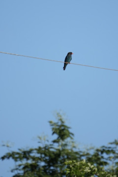 岡山に幻の野鳥見に来てる！