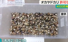 【沖縄】天然記念物オカヤドカリ4163匹を段ボールで発送　文化財保護法違反容疑で中国籍の男3人を逮捕（動画あり）
