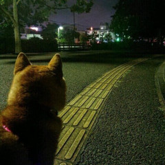 【悲報】愛犬が老衰で亡くなってから気を紛らわす為に夜中2時間歩くようになった