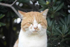 なぜママ友グループの中に『ボス猫』みたいな人が生まれるのですか？