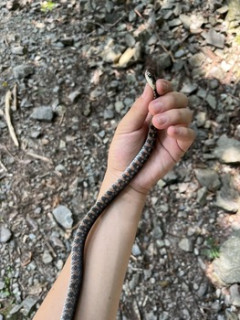 めちゃくちゃ綺麗なヘビおったｗｗｗ（※画像あり）