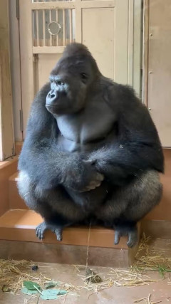 【悲報】ゴリラさん、リラックスしてたのにどつかれるｗｗｗ