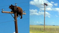 「え！？クマが電柱登ってる！どうすればいいのこれ」→迷ってる間に、まさかの結果に・・・