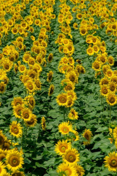 【画像】いい天気だから🌻ヒマワリ畑で🐝蜂を📸撮る