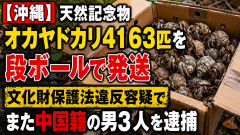 【沖縄】天然記念物オカヤドカリ4163匹を段ボールで発送 文化財保護法違反容疑でまた中国籍の男3人を逮捕
