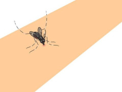 【悲報】🦟さん「可愛い赤ちゃんの卵を産みたいからちょっとだけ血を分けてほしいの😢」wwwwwwwwww