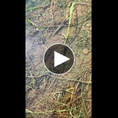 【動画】田んぼのメダカの大群、すごすぎるお前らの想像の1.2倍大群
