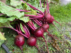 【悲報】野菜作って売りたいんやが、土地ってどう探したらいいん?