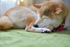 【悲報】わい、12年飼った犬とバイバイしようかガチで迷い中wwwwwwwww