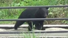 山形大学医学部敷地内にクマとみられる動物！市が注意を呼びかけ