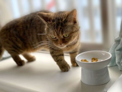 猫ってなんでごはん食べたり食べなかったりすんの？