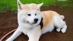 【衝撃】黒沢年雄、同居できずに『愛犬』を手放した結果・・・・