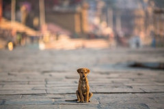 【悲報】イッヌ、路上でとんでもない迷惑行為をして大炎上