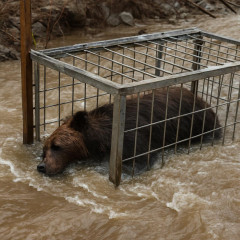 罠にかかったクマを溺死させた雫石町 SNSで拡散され非難殺到 県から注意も「捕獲者の安全のため」苦渋の判断   #岩手