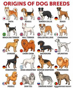 アメリカ人「お前らの国を象徴する犬種といえば何になる？」