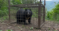 【悲報】岩手、クマを水責め→炎上