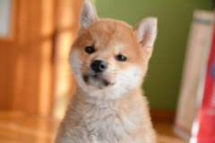 友達の知りあいが飼ってる一歳のワンコを引き取るか迷ってるんだけど
