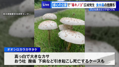 【警告】東京都心の公園で『毒キノコ』が広域発生
