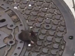 【閲覧注意・動画】🐀ネズミさん、女の子に踏み潰されてしまう