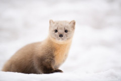 北海道でもっとも恐れられている動物がこれ。人間やヒグマも恐れず指を噛みちぎる獰猛な性格