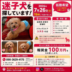 【超朗報】犬見つけたら100万円もらえるぞ！！！！