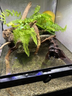 この水槽に何の魚入れるか考えてくれ（※画像あり）