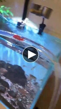 【動画】魚さん、暇つぶしにジェットコースターを満喫してしまう…