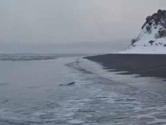 海の奥から砂浜に向かって何かがやってきた。上陸だぁ～！ → 波打ち際はこんな様子です…