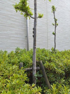 【悲報】セミさん、鳴きすぎｗｗｗｗｗｗｗｗｗｗ