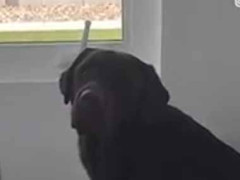 犬が悲しそうに私を見ていた。目の前にあるボールが取れないようだ → なぜならば…