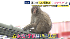 イヌの散歩をしていた5歳の女の子がサルに襲われ軽傷　姫路市