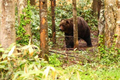 【困惑】専門家「クマの襲撃とは1000mを2秒で走る横綱が両手に包丁を持って原付に乗って襲ってくるのと同じ」