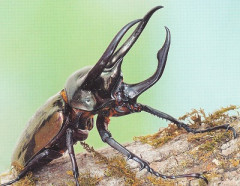 【悲報】ヤマト運輸さん、要冷蔵で送ったカブト虫を冷凍で届け殺してしまうwwwwwwwwwwwwwwwwwwwww
