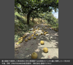 福岡「梨盗まれました」鳥取「クマに梨食われました」熊本「地震で梨ほぼ全滅しました」