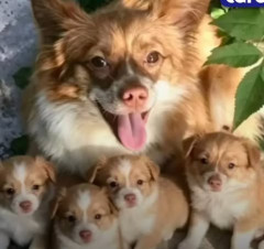中央日報　野良犬の母犬を焼き殺し子犬も殺害…中国の小学生による動物虐待に世界が憤慨 ［7/29］
