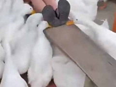 【閲覧注意？】 少年が悲鳴を上げていた。ぎゃあぁあぁ～！ → 恐竜の子孫に襲われています…