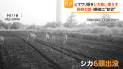 鹿さん、180万本のヒマワリを食べまくってほぼ全滅させる