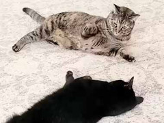 ふたりが床で揉め始めた。でも暑くてめんどくさい → 史上最強のケンカはこんな様子です…