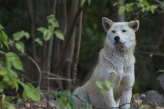 【悲報】ワイ、会社にたまにくる野良犬に餌をやっていたら幻獣注意される