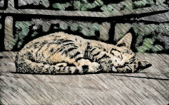 先日旅立った猫は息子が産まれる1年前から飼い始めたので、息子のことを本当に弟のように見守ってくれた。。