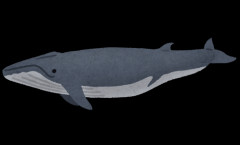 【画像】クジラの眼怖っ