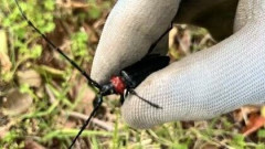 外来カミキリ捕殺で1匹300円「全国最高の報奨額」高崎市→期間8月3～31日・予算100万円