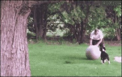 【ＧＩＦ画像】1番面白いGIF貼ったやつ優勝wwwwwwww