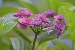 【画像】いい天気だから蜂を撮る🐝📸
