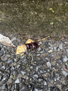 玄関開けたらでかいクワガタいて草