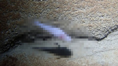 新種の神秘的な魚が発見される！「悪魔の洞窟魚」の意味を込めた超絶カッコいい学名がこちらｗｗｗｗｗｗ