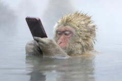 【悲報】SNSが人間の脳を猿に退化させてる風刺画、Xで話題に・・・・・・・・・