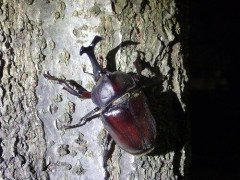 【悲報】ヤマト運輸、要冷蔵指定のカブトムシを冷凍でお届けしてしまう・・・・・・・・・